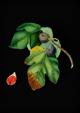 Vintage Fig Fruit Poster