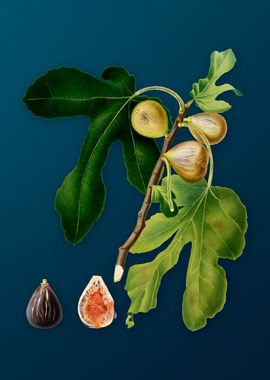 Vintage Figs Illustration