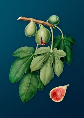 Vintage Figs Illustration