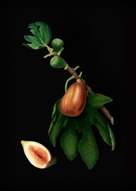 Vintage Fig Fruit Poster