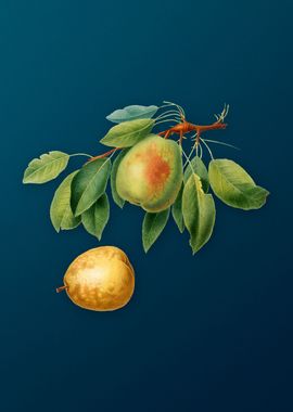 Vintage Fruit Illustration