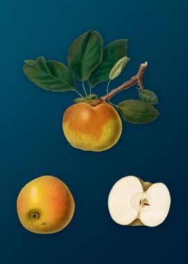 Vintage Apple Fruit Poster