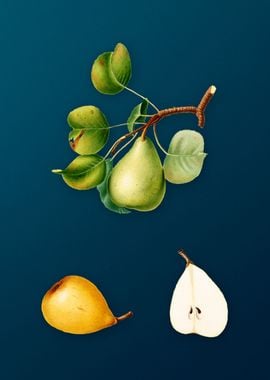 Vintage Pear Illustration