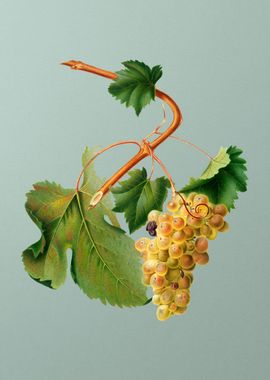 Grape Vine Poster on Mint