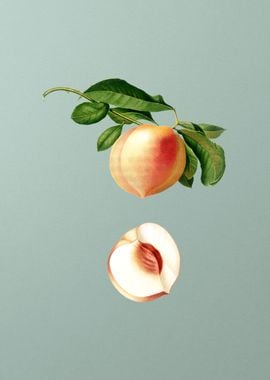 Vintage Peach Fruit Poster