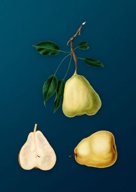 Vintage Fruit Illustration