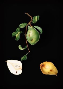 Vintage Pear Fruit Poster