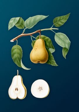 Vintage Pear Illustration