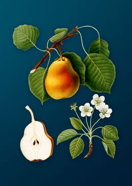 Vintage Fruit Illustration