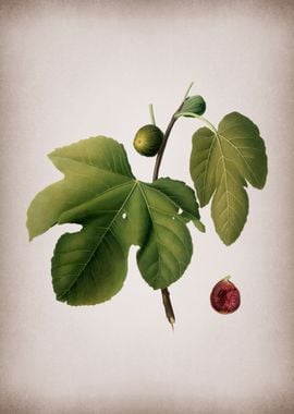 Vintage Black Fig Fruit