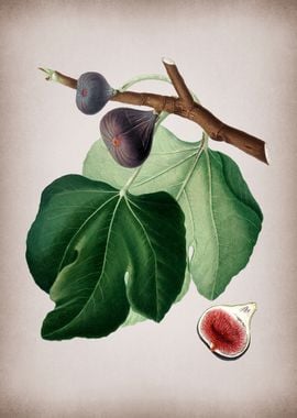 Vintage Black Fig Fruit