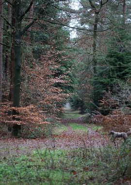 Forest exploring Germany