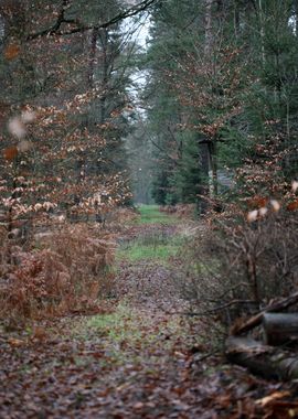 Forest exploring Germany