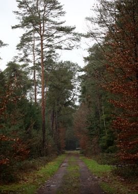 Forest exploring Germany