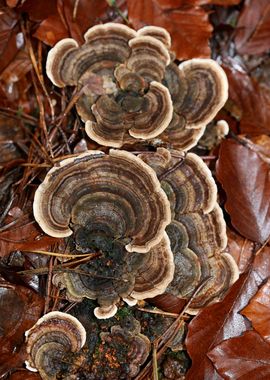 Wild forest mushroom macro