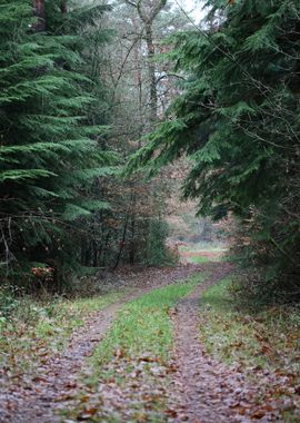 Forest exploring Germany