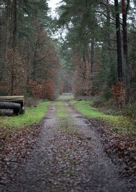 Forest exploring Germany