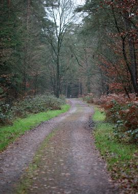 Forest exploring Germany