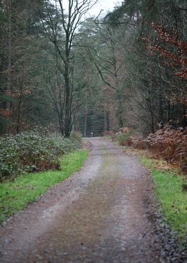 Forest exploring Germany