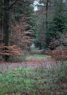 Forest exploring Germany