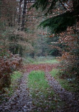 Forest exploring Germany