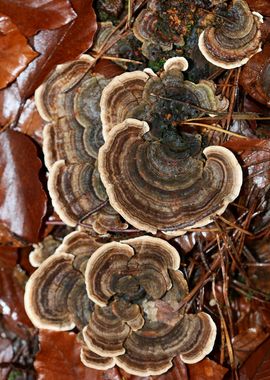 Wild forest mushroom macro