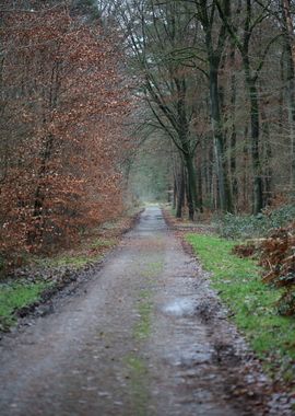 Forest exploring Germany