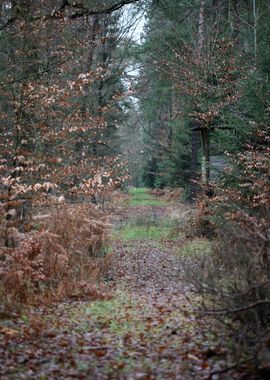 Forest exploring Germany