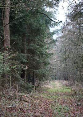 Forest exploring Germany