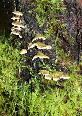 Wild forest mushroom macro