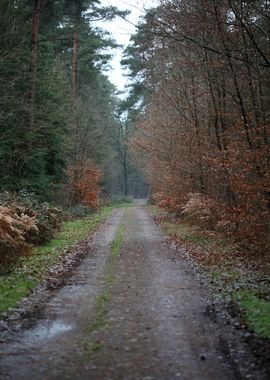 Forest exploring Germany