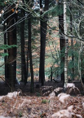 Forest exploring Germany