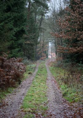 Forest exploring Germany