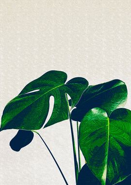 Monstera Leaves 2