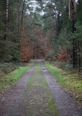 Forest exploring Germany