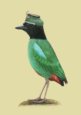 Hooded pitta