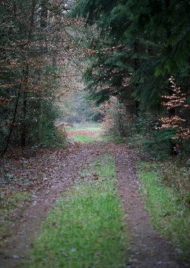 Forest exploring Germany