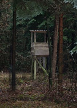 Forest exploring Germany