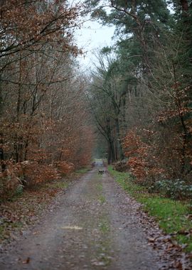 Forest exploring Germany