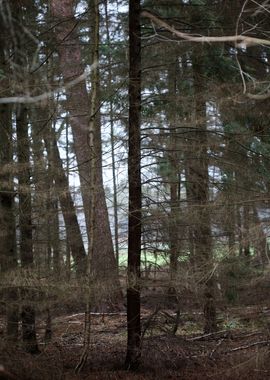 Forest exploring Germany