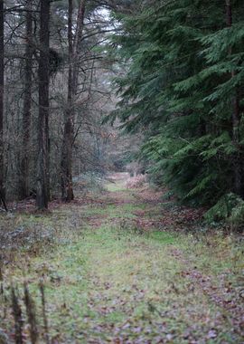 Forest exploring Germany