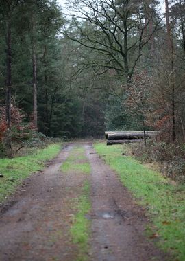 Forest exploring Germany