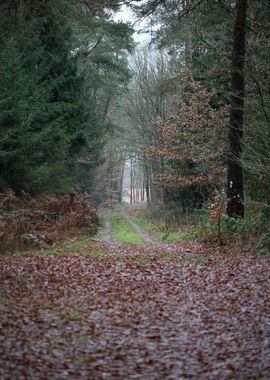 Forest exploring Germany