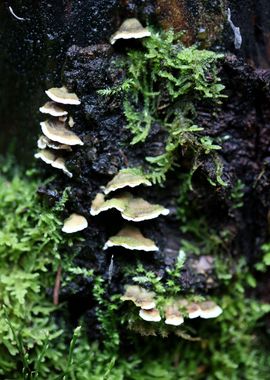 Wild forest mushroom macro