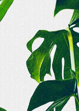 Monstera Leaves Abstract