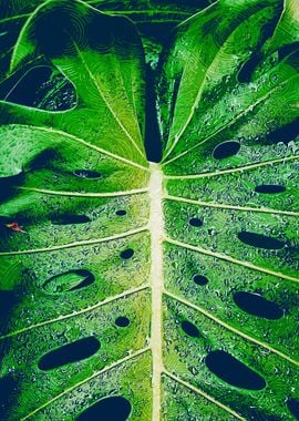 Monstera Leaf CloseUp Dew