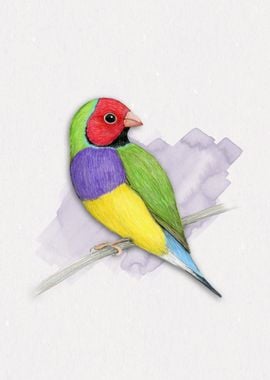   Gouldian finch