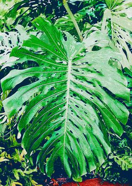 Large Monstera Leaf Fresh