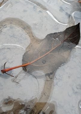 Flowing ice leaf