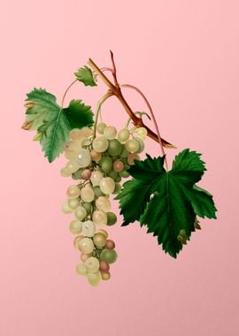 Vintage Muscat Grape Fruit